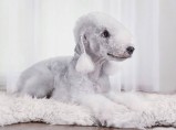 Бедлингтон-терьер кобель 4 года отдам бесплатно / Ижевск